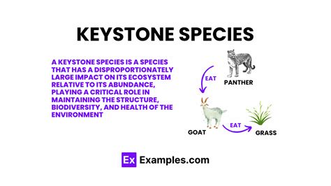 Keystone Species, Definition, Predators, Mutualists, Ecosystem Engineering