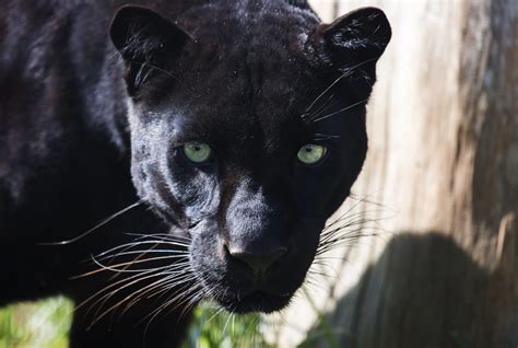 Black Panther - One of the Strongest Climbers Among All the Big Cats ...