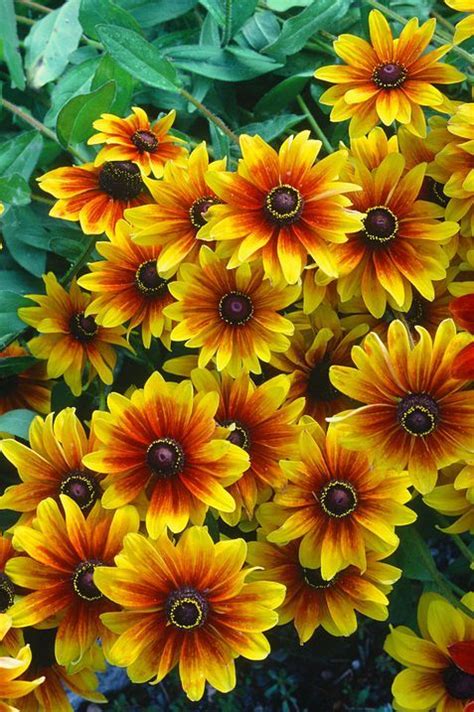 30 Picture-Perfect Flowers to Elevate Your Fall Garden | Fall plants, Flower seeds, Fall flowers