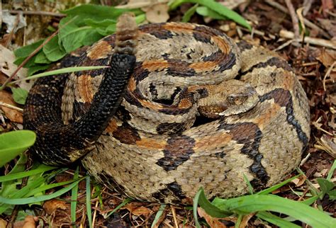 Interesting Facts About TIMBER RATTLESNAKE in the Wild - Animal Media Foundation