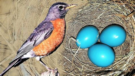 Watch Live American Robin 4/10/20 | Bird Nest with Eggs Cam - YouTube