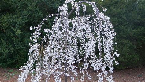 12 Gorgeous Weeping Cherry Tree Varieties for Your Landscape - Rennie Orchards