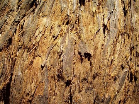 Free Redwood Tree Bark 01 Stock Photo - FreeImages.com