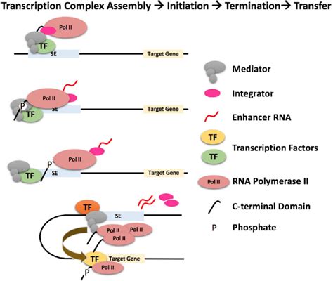 Rna Polymerase / Causes And Consequences Of Rna Polymerase Ii Stalling During Transcript ...