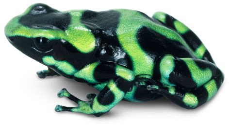 Poisonous Frogs | Poison Dart Frogs | DK Find Out