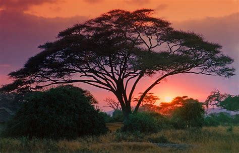 Photo of the Week: Sunset on Safari - African Safari Consultants