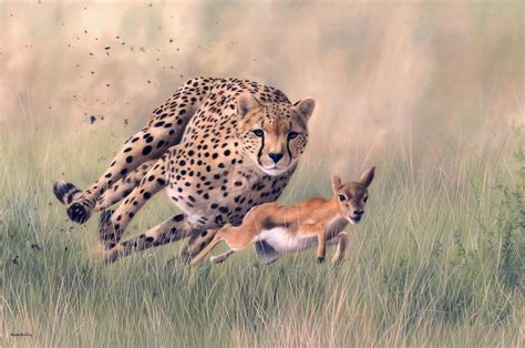 Cheetah Running After Gazelle