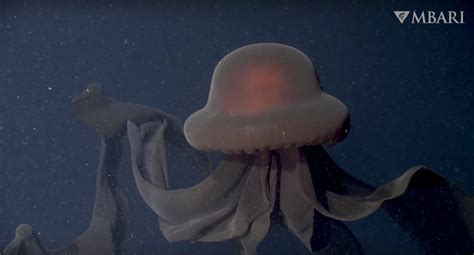 A Rare Encounter with the Elusive Giant Phantom Jellyfish Captures Its ...