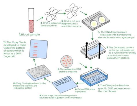 DNA Fingerprinting- Principle, Methods, Applications, 58% OFF