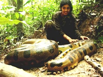 Gallery For > Amazon Rainforest Anaconda Snake