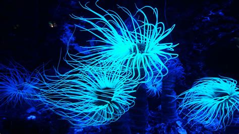 Bioluminescent Animals and Where to Find Them