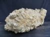 Dinosaur Size !! COMPLETE STEGODON SKULL Fossil Fossils For Sale | Antiques.com | Classifieds