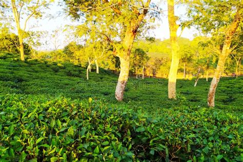 Tea Garden in Sylhet stock image. Image of woodland - 189039375