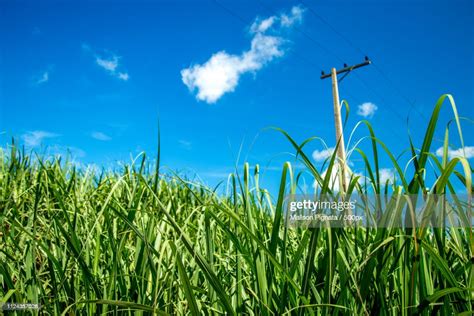 Sugar Cane Plantation High-Res Stock Photo - Getty Images