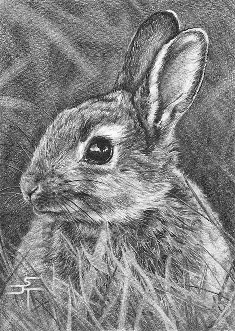 "Bright Eyes" - by Sami Thorpe ~ Pencil Easy Pencil Drawings, Realistic Animal Drawings ...