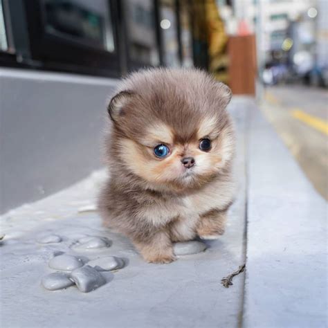 Gom - Micro Pomeranian Male | Mini Teacup Puppies