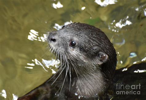 North American River Otter Swimming in a River Photograph by DejaVu Designs