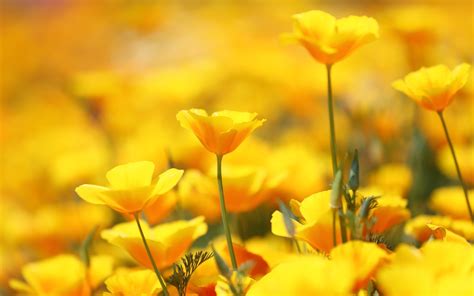 Yellow Flower Backgrounds