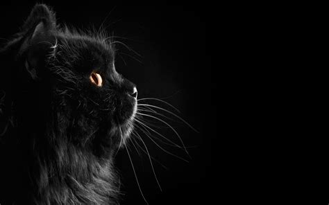 Black Cat Hd Wallpaper (#445970) - HD Wallpaper & Backgrounds Download