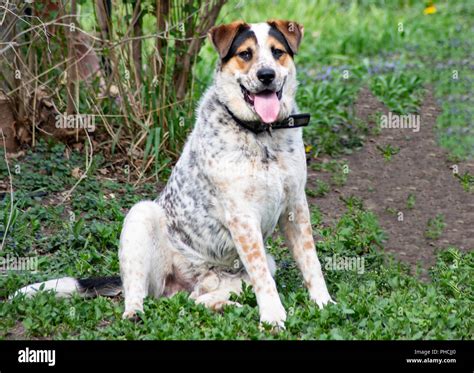 Blue heeler mix hi-res stock photography and images - Alamy