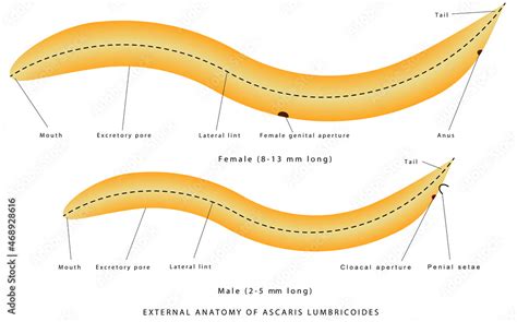 Ascaris Anatomy Diagram