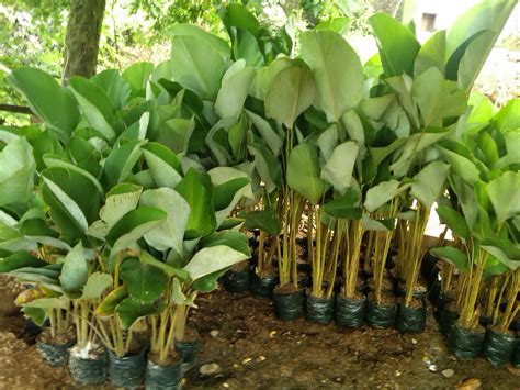 Jual Pohon Pisang Kalatea | Pisang Hias Calatea | Pisang Pisangan - Pusat Tanaman Hias