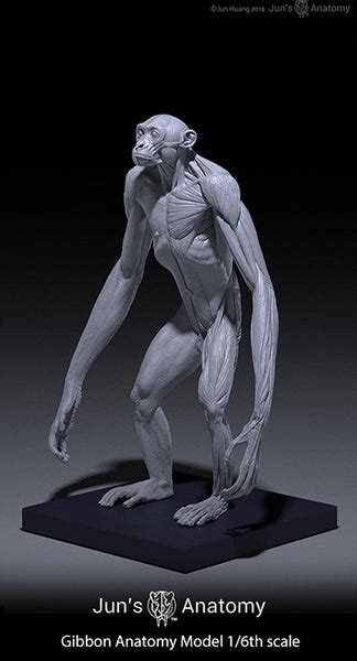 Gibbon Anatomy Model 1/6th scale – Jun's anatomy