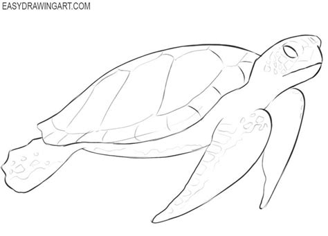 How to Draw a Sea Turtle - Easy Step-by-Step Guide