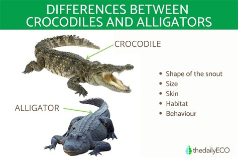 Caiman Vs Alligator Vs Crocodile