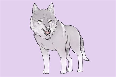 4 Ways to Draw a Wolf - wikiHow