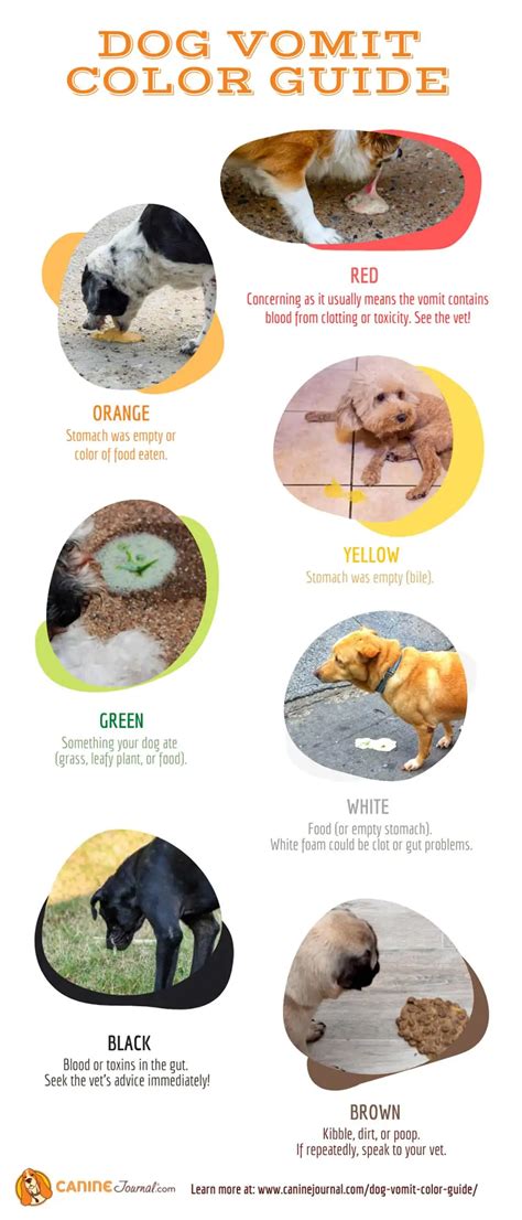 Dog Vomit Color Guide: What Does Your Dog's Vomit Says About Their Health?