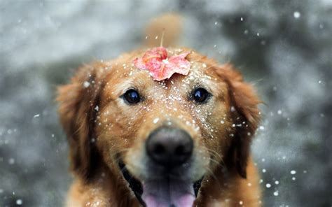 Wallpaper : fall, leaves, animals, snow, whiskers, Labrador Retriever ...