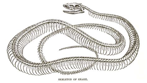 Snake Skeleton - Learn About Nature