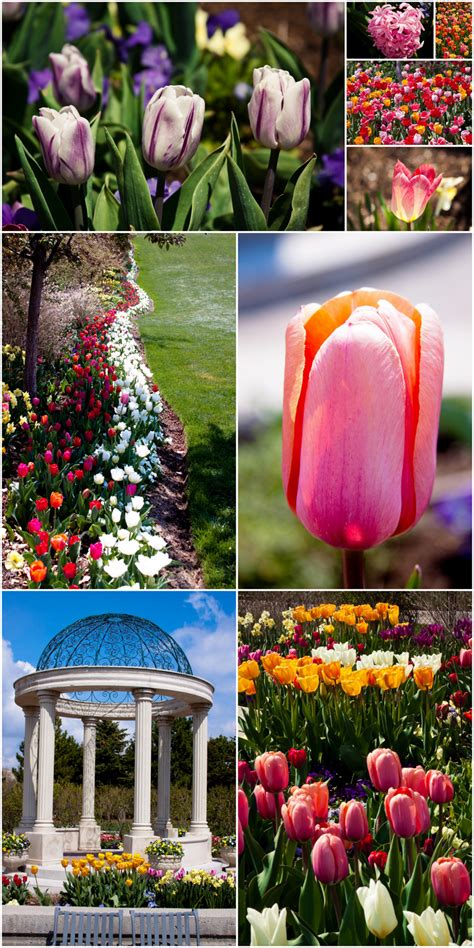 Thanksgiving Point Tulip Festival – Photokapi.com