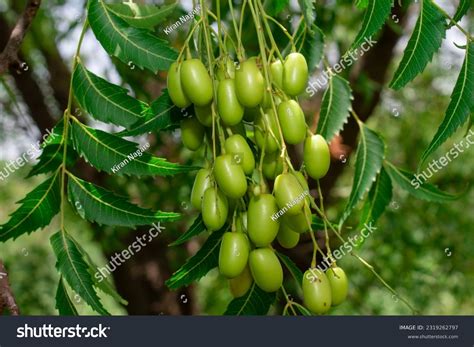 13,177 Neem Tree Images, Stock Photos, and Vectors | Shutterstock