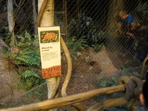 Habitat Africa! - The Forest - Giant Elephant Shrew Exhibit - ZooChat