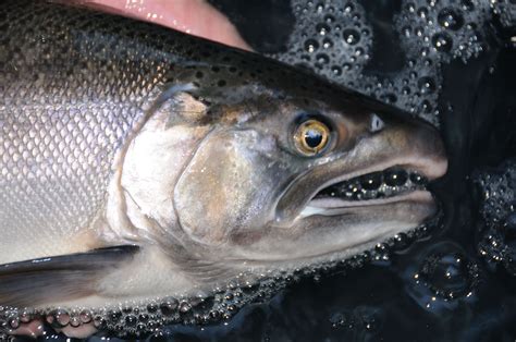 Coho Salmon Identification is Critical in California’s Ocean Fisheries