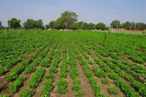 Ways Groundnut Farming Can Make You Rich in Short Time