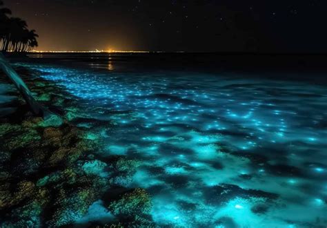 Experience the Magic of Puerto Rico's Bioluminescent Beaches