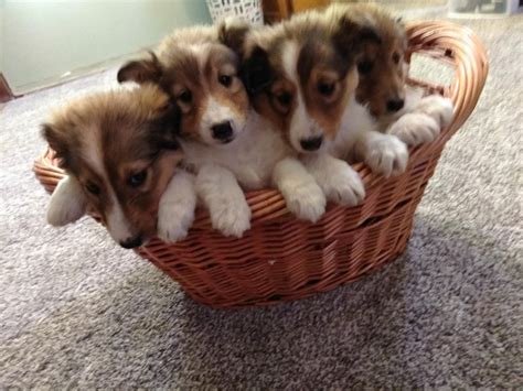 Shetland Sheepdog Puppies For Sale | Fenton, MI #274800