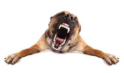 The Science Behind Aggression in Dogs (An Evidence-based Look)