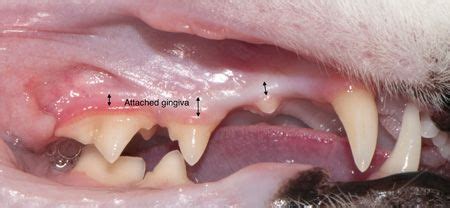 How To Help Dogs With Gingivitis