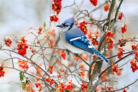 How to Attract Birds in Winter and Spot More Species - Birds and Blooms