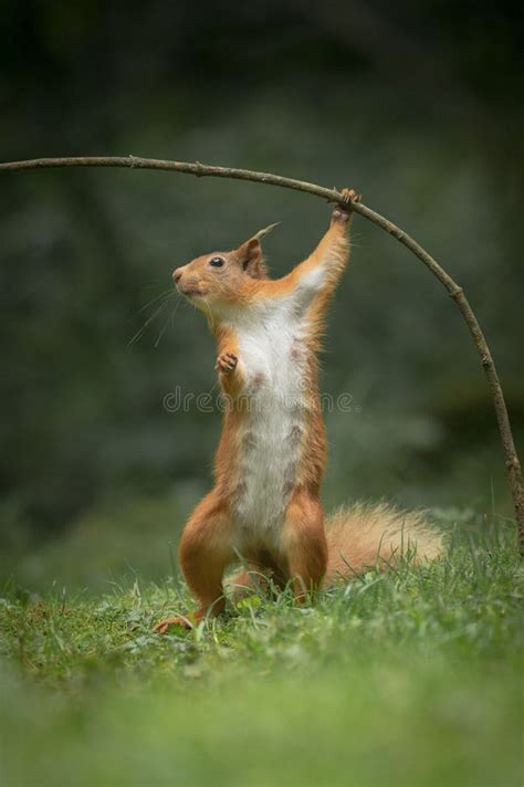 Red Squirrel In Funny Pose. Stock Image - Image of cute, funny: 33302301