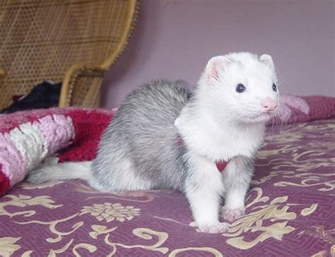 ferret with panda coat coloring | Ferret colors, Colorful coat, Color