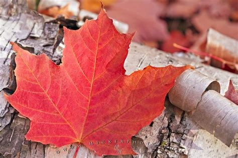 Red Fall Maple Leaf Picture | Photo, Information