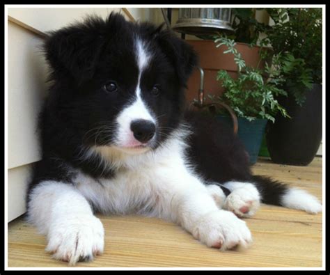 37+ Cute Puppies Border Collie Pic - Bleumoonproductions