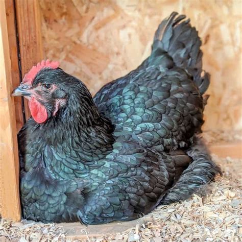 Jersey Giant Chicken: Eggs, Height, Size and Raising Tips