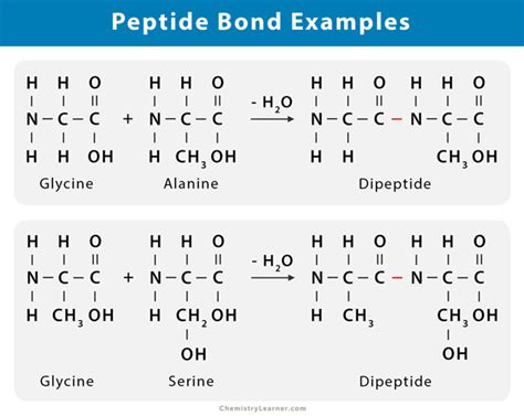 Peptide Bond: Definition, Structure, Mechanism, and Examples