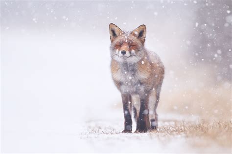 30 Adorable Photos Of Foxes In The Snow - 500px